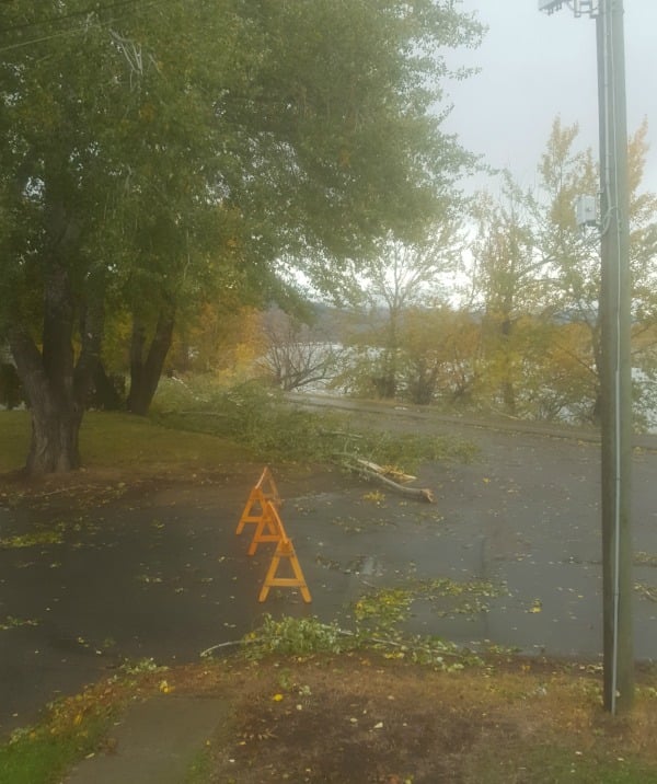 Trees down along Schubert Drive. Photo submitted by Christine Gervais.