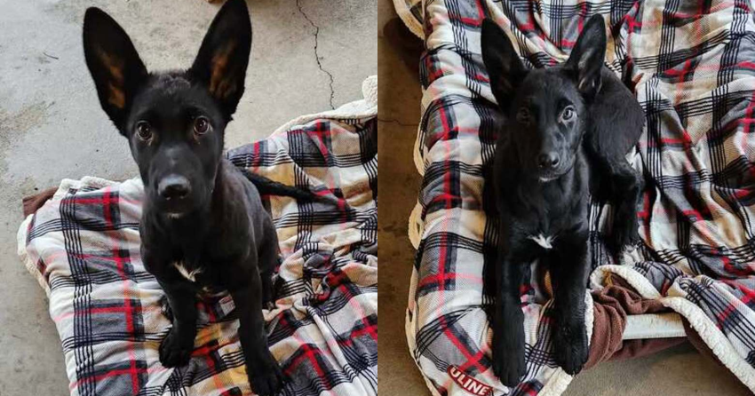 Furever Home Finder: Bubbles