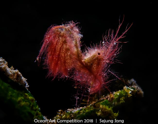 <who>Photo Credit: 2018 Ocean Art Underwater Photo Competition</who>