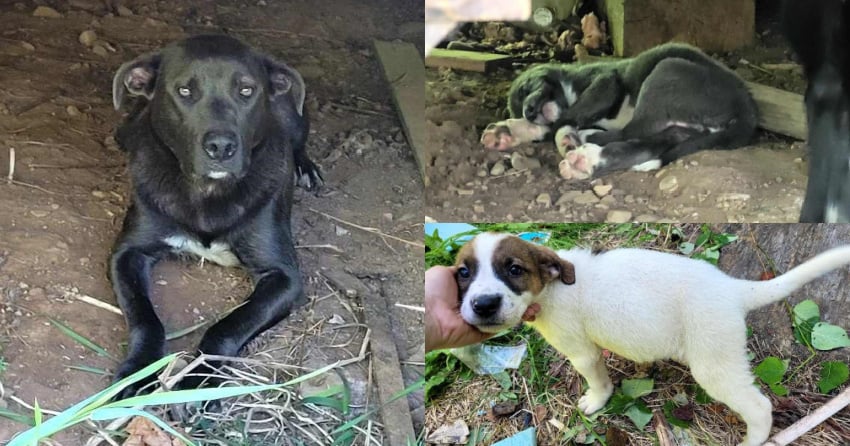 2 young dogs with 12 puppies found abandoned off BC highway trying to shelter from heat