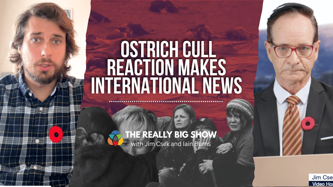 The Really Big Show: Ostrich cull reaction makes international news