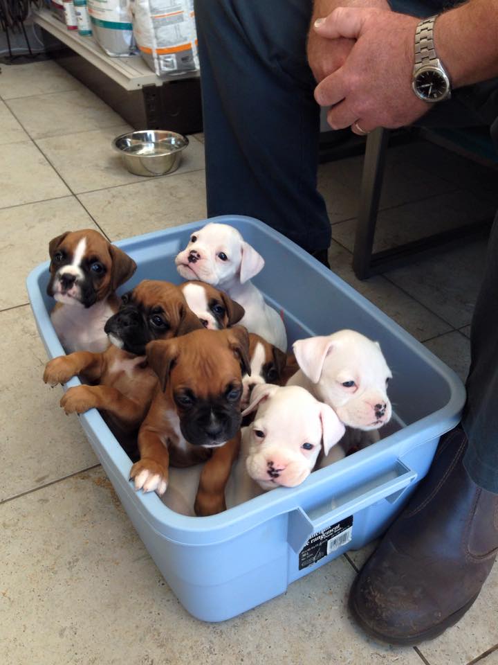 <who> Photo Credit: Rose Valley Veterinary Hospital. </who> A few puppies also in the care of Dr. Moshe and Noa Oz. 