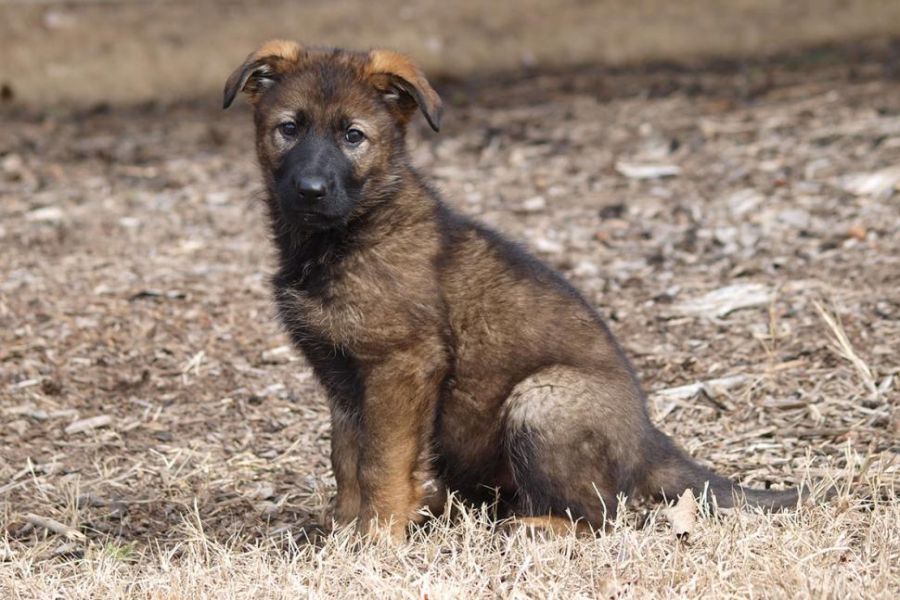 <who>Photo Credit: RCMP</who>Haley, seen here as a puppy, was one of the puppies named in the 2015 RCMP Name the Puppy contest.