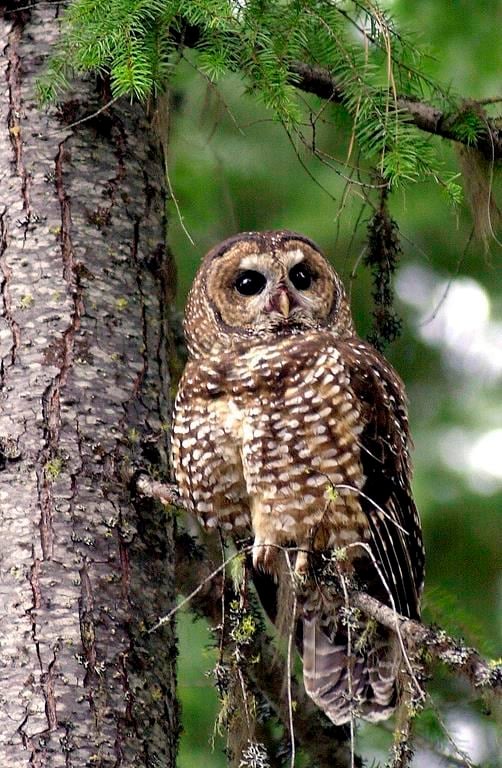 Judge probes 8-month wait for federal minister's owl protection ...
