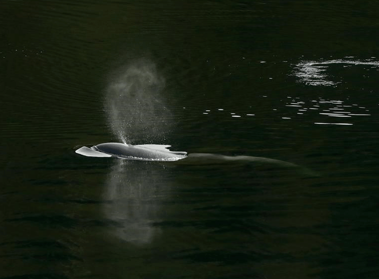 Orphaned BC orca may be eating fish, vet says, as rescuers plan new ...
