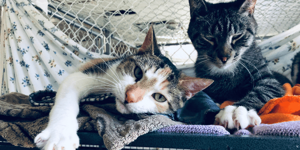 Kelowna non-profit launches Kickstarter to reduce animal euthanasia