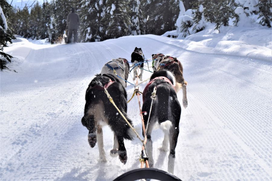 </who>The view of the action from the sled.
