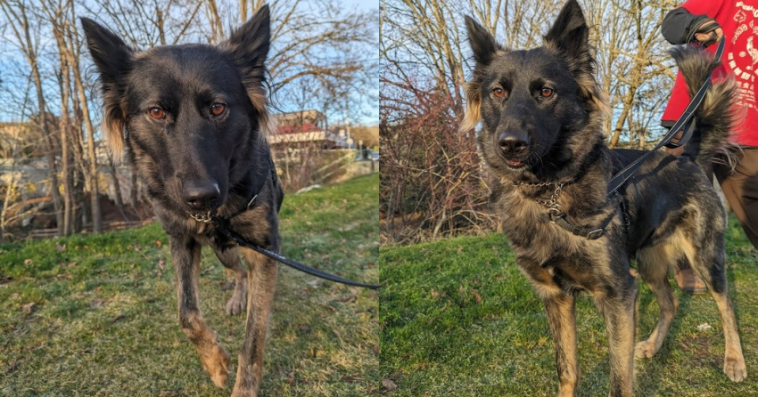 Furever Home Finder: Foxy 