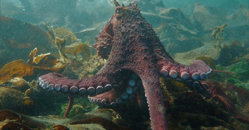 BC diver shakes a leg with giant Pacific octopus, in 'mind-blowing ...