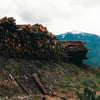 Looking at the election promises on saving forestry jobs