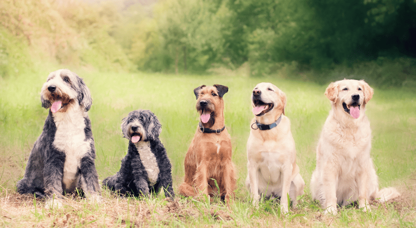 The Best Pet Boarding/Kennel Service in Kamloops, as voted by you!