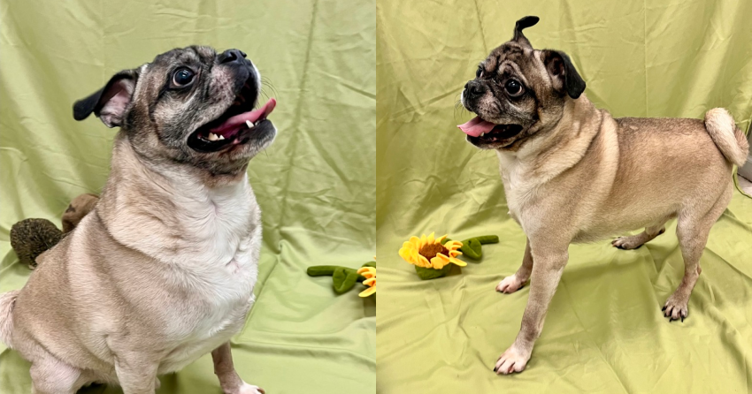Furever Home Finder: Nibbler