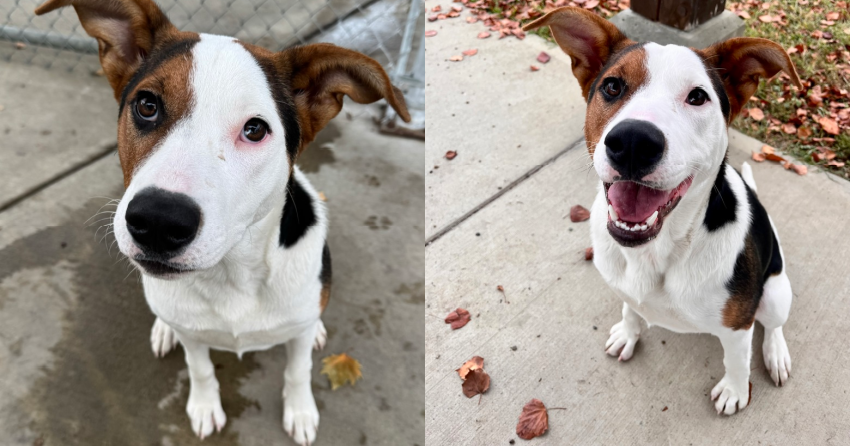 Furever Home Finder: Hibachi