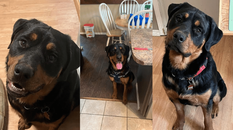 Furever Home Finder: Dre