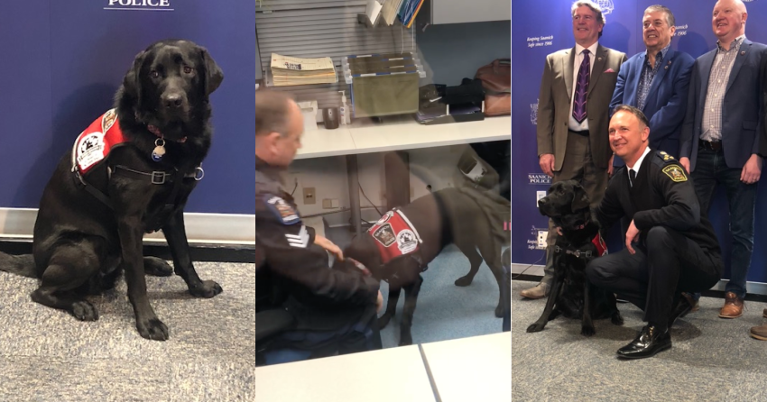 VIDEO: Saanich Police welcome new support dog, Beacon