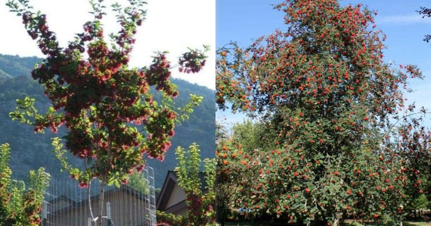 <who>Photo Credit: City of Kelowna</who>The Hot Wing Maple (L) and Cardinal Royal Mountain Ash.