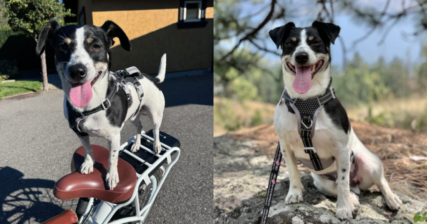 Furever Home Finder: Ziggy