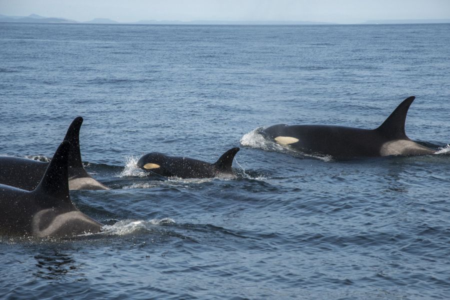 <who>Photo Credit: NOAA Fisheries West Coast</who>J50 with her pod