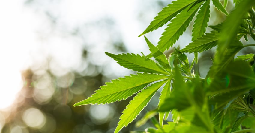 BC introduces new farm-to-gate cannabis licence