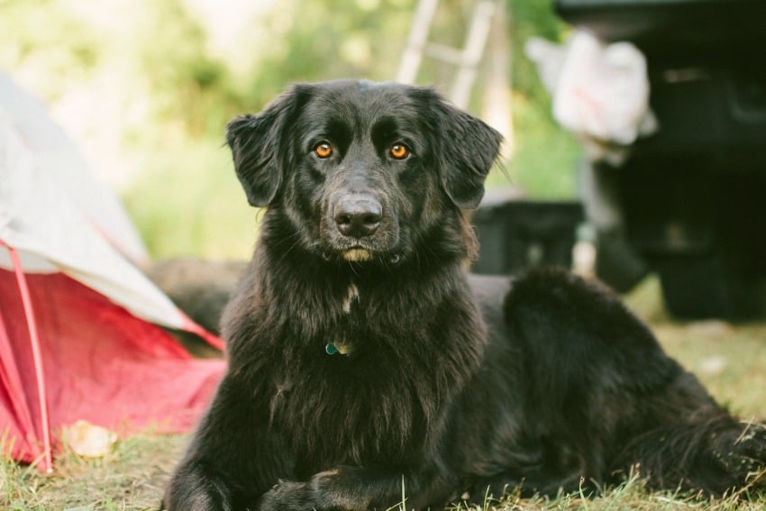 <who>Photo credit: Ok Pet Project 