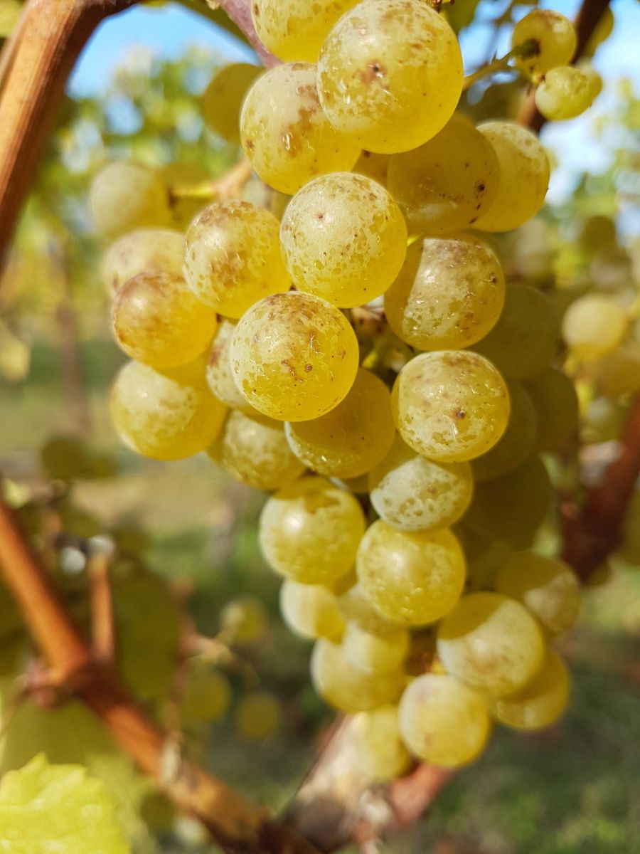 </who>Chardonnay grapes at Coolshanagh Winery's estate vineyard in Naramata.