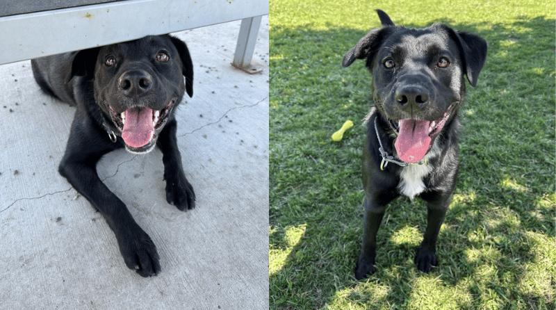 Furever Home Finder: Razz