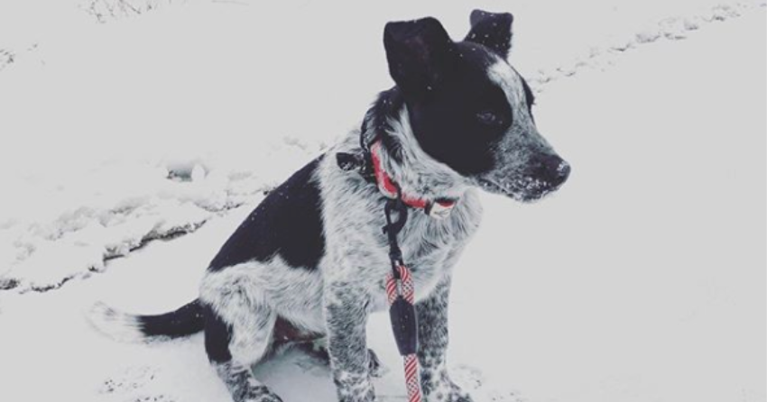 PHOTOS: Woof Wednesday in Kamloops Vol.3
