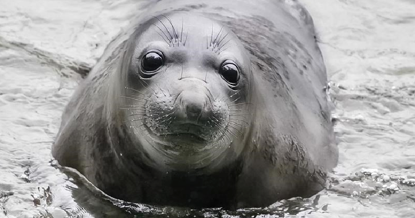 Elephant seal Emerson back in Victoria after defying relocation by swimming 200 km