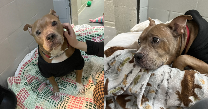 Furever Home Finder: Missy
