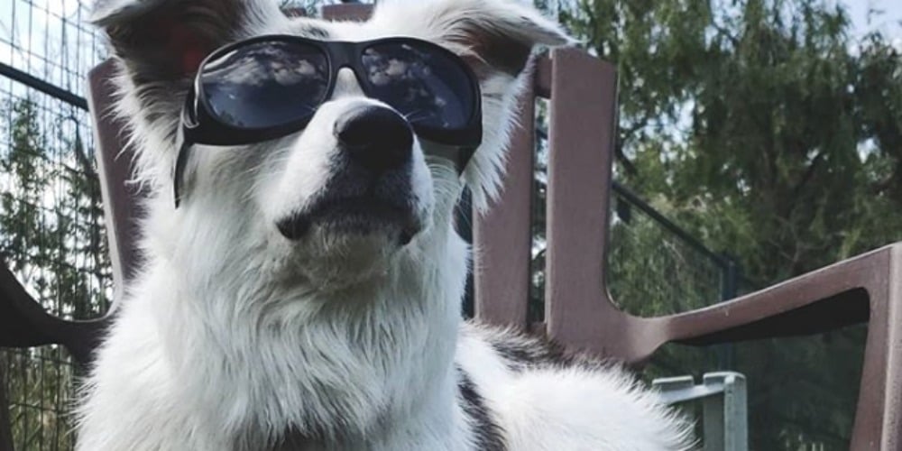 PHOTOS: Woof Wednesday Vol.29