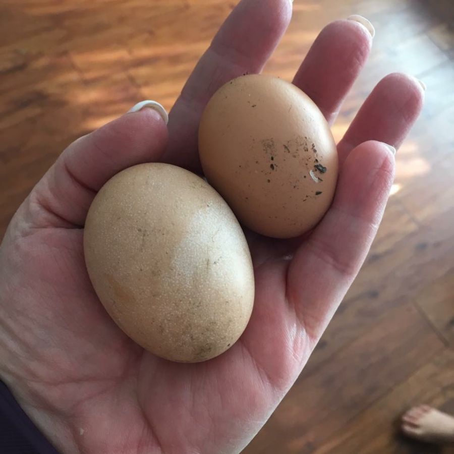 <who> Photo Credit: Cydney McDonald </who> Fresh eggs from the hens. 