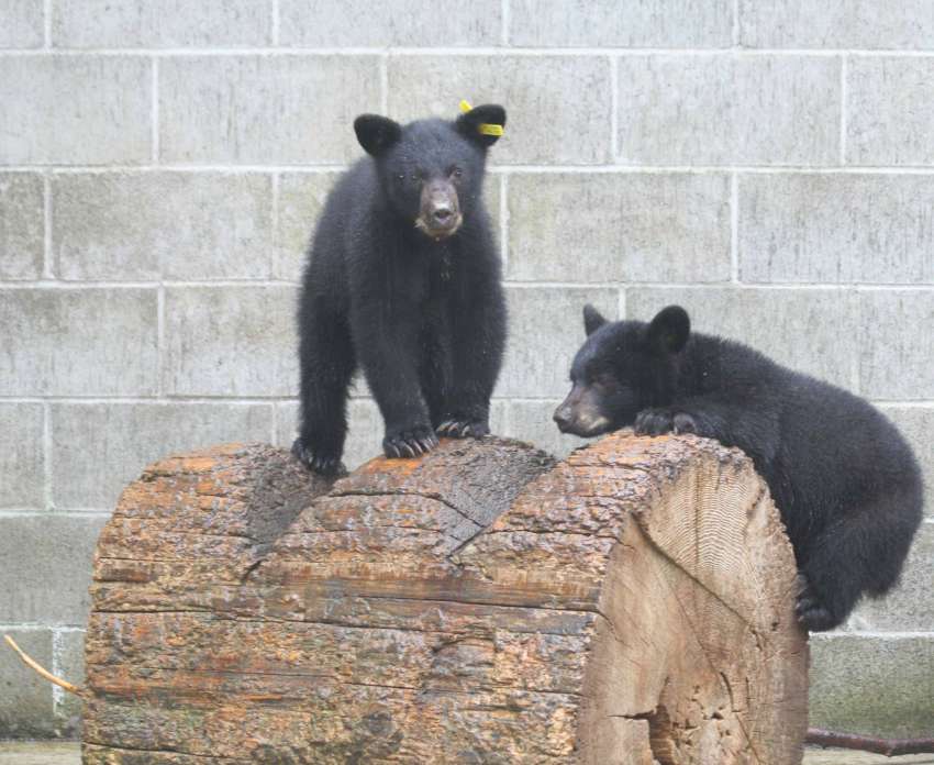 Photo Credit: North Island Wildlife Recovery Centre