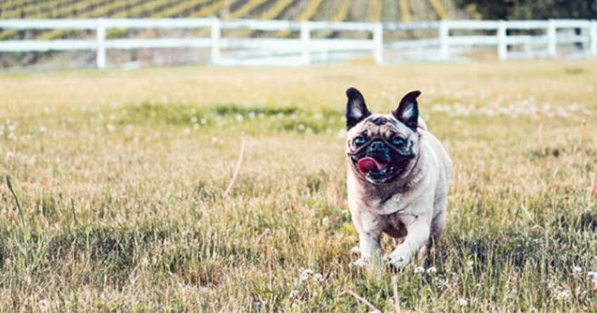 PHOTOS: Woof Wednesday in Kamloops Vol.14
