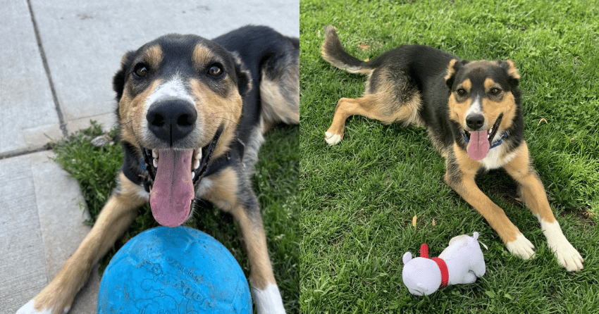 Furever Home Finder: Buddy