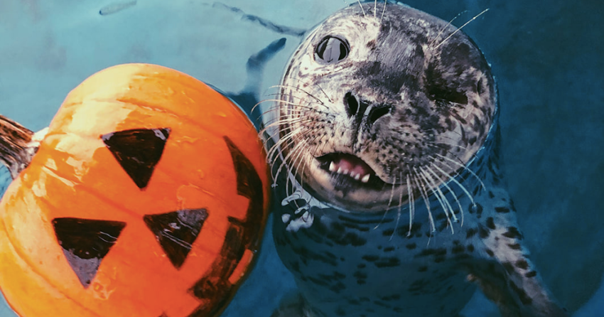 PHOTOS: Rescued seal pup named after BC’s top doctor reminds everyone to be safe this Halloween