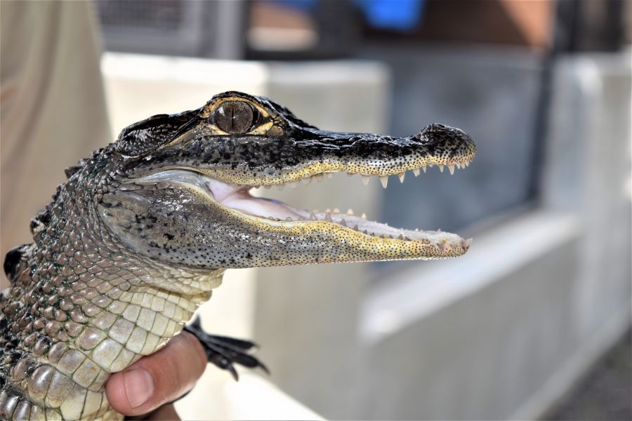 </who>You can pat Sgt. Pepper, the three-year-old, metre-long alligator, at the wildlife exhibit at Sawgrass Recreational Park in the Florida Everglades.