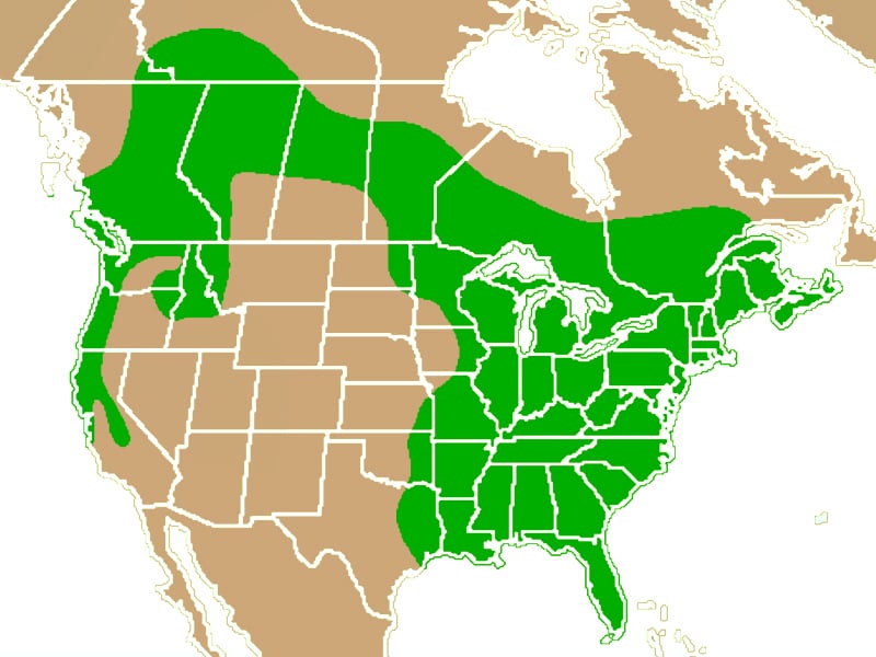 The majority of the eastern United States and Canada are home to several species of woodpecker or flicker and the birds can also be found in the Pacific Northwest, throughout British Columbia and into the northern and wooded areas of the Canadian prairies.
