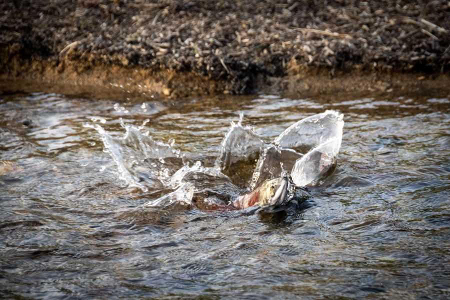 <who>Photo Credit: CCSS</who> A salmon wanting to get up creek to spawn