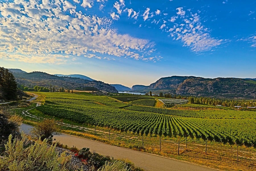 <who>Photo Credit: Contributed</who>Take a drive through Osoyoos to see all that Wine Country has to offer.