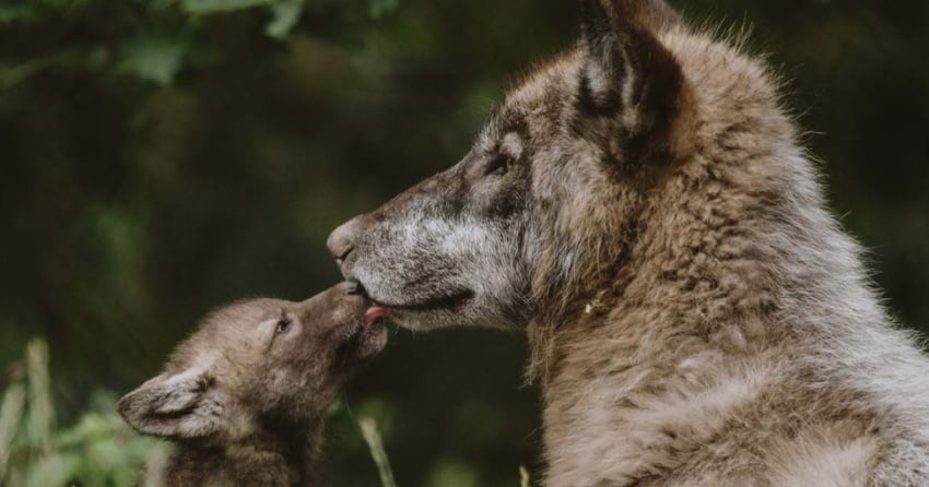 <who>Photo Credit: Greater Vancouver Zoo