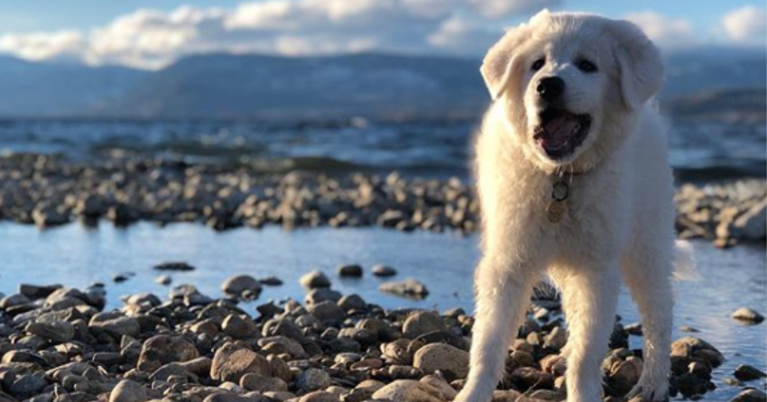 PHOTOS: Woof Wednesday Vol.2