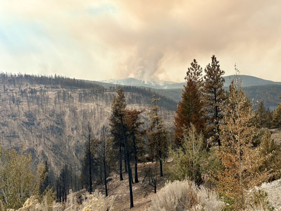 <who>Photo Credit: BC Wildfire Service</who>A view of west flank from within fire perimeter on Wednesday.