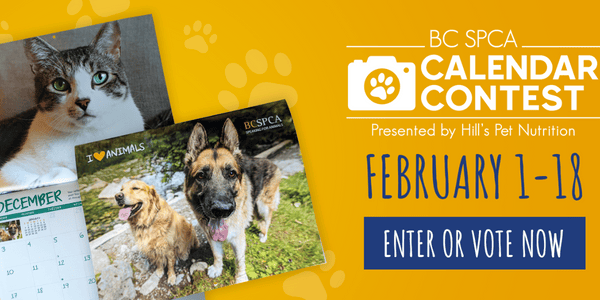 BC SPCA accepting pet photos for 2024 calendar contest