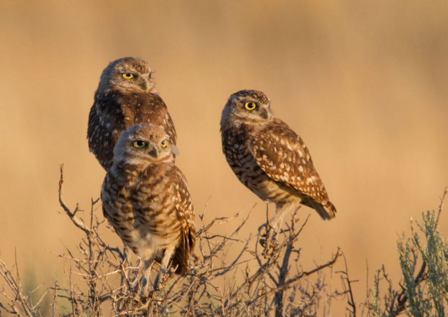 <who> Photo Credit: Ron Dudley </who> Burrowing Owls.