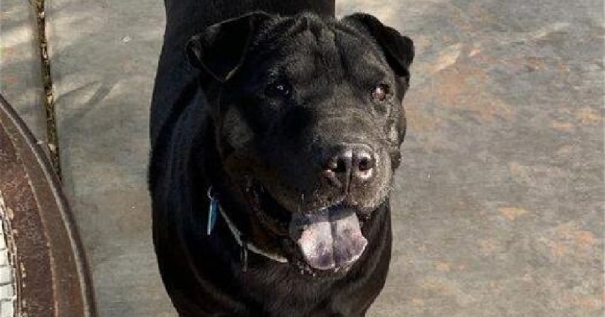 Furever Home Finder: Leena