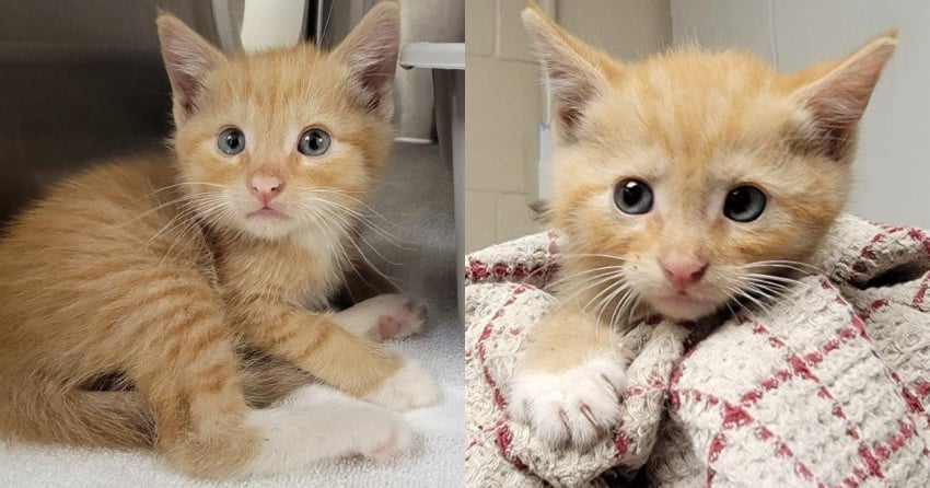 <who>Photo Credit: BC SPCA</who>The kitten, nicknamed 'Rubble' after his rescue, is doing much better in BC SPCA care.