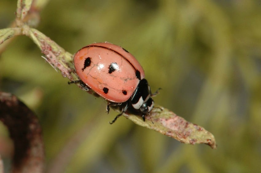 <who> Photo Credit: John Acorn </who> Nine-spotted Lady Beetle.