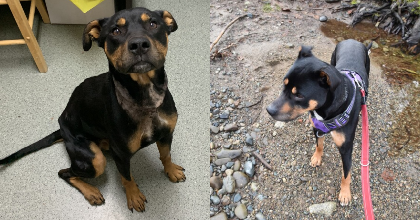 Furever Home Finder: Bambi 