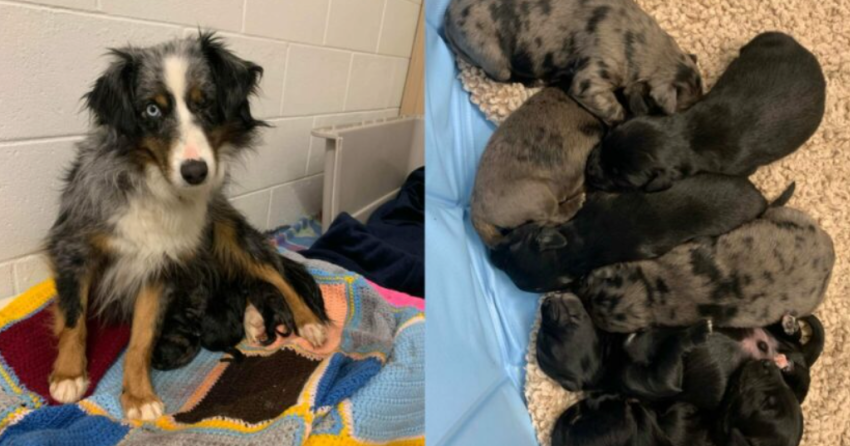 Aussie shepherd rescued from North Okanagan welcomes 7 healthy pups