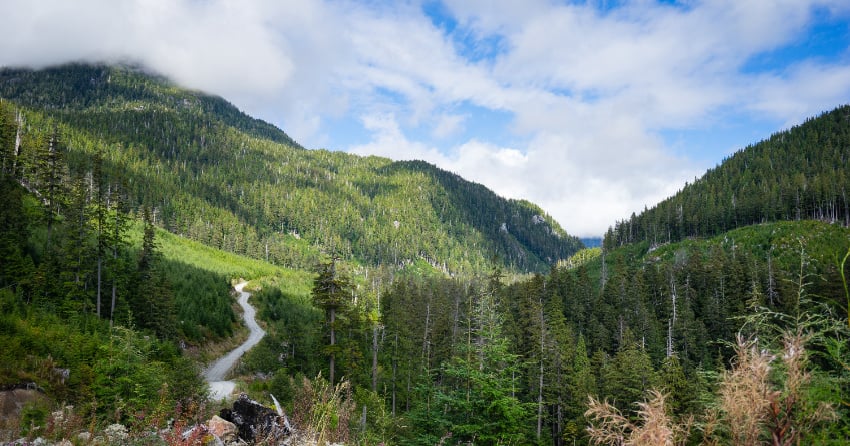 <who> Photo credit: 123RF </who> A stock image showing a forest in BC.